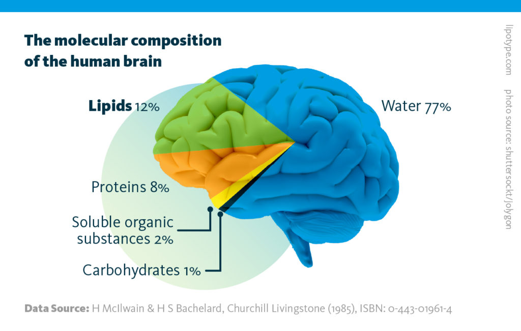 An infographic depicting the molecular composition of the human brain. The human brain consists of 77% water, but lipids constitute more than 50% of brain dry mass.