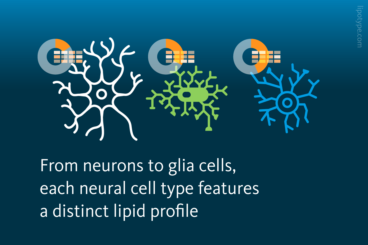 Slide 3: From neurons to glia cells, each neural cell type features a distinct lipid profile.