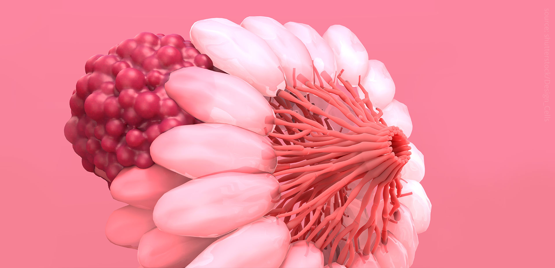 An abstract computer render of the anatomy of the breast of a female human.