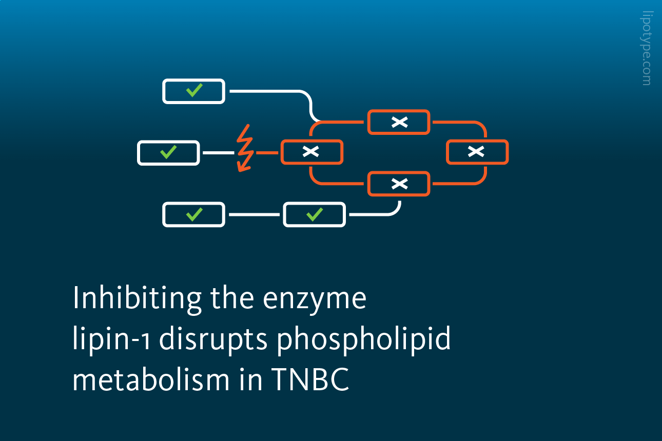 Slide 3: Inhibiting the enzyme lipin-1 disrupts phospholipid metabolism in TNBC.