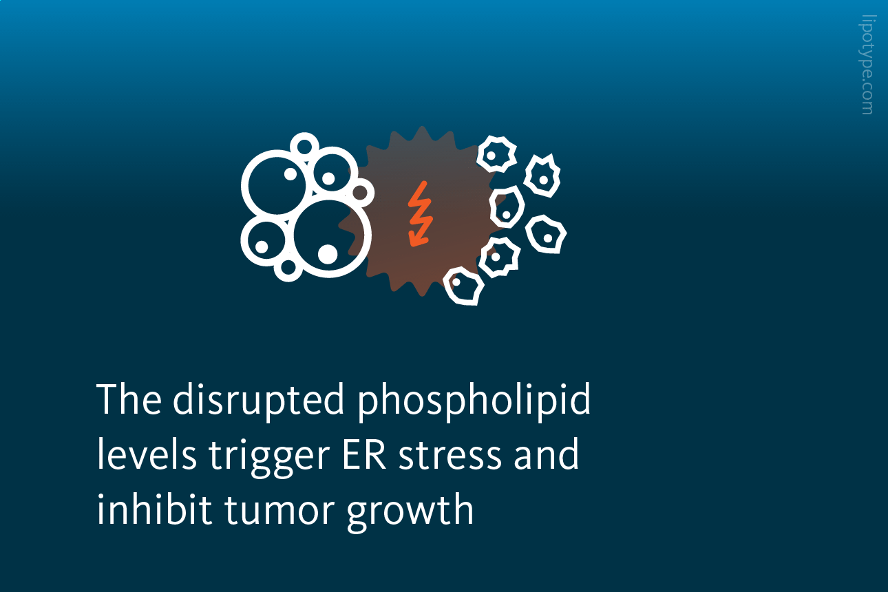 Slide 4: The disrupted phospholipid levels trigger ER stress and inhibit tumor growth.