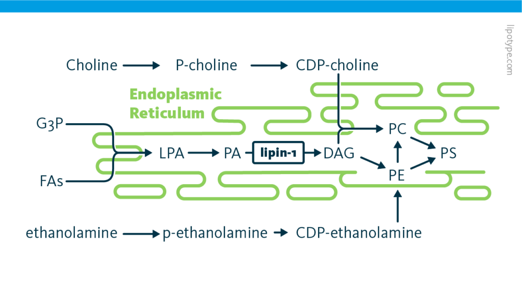 An infographic depicting the biochemical pathways of phospholipid synthesis in mammalian cells. The gene LPIN1 encoding the enzyme lipin-1 is highlighted. An infographic depicting the biochemical pathways of phospholipid synthesis in mammalian cells. The gene LPIN1 encoding the enzyme lipin-1 is highlighted.