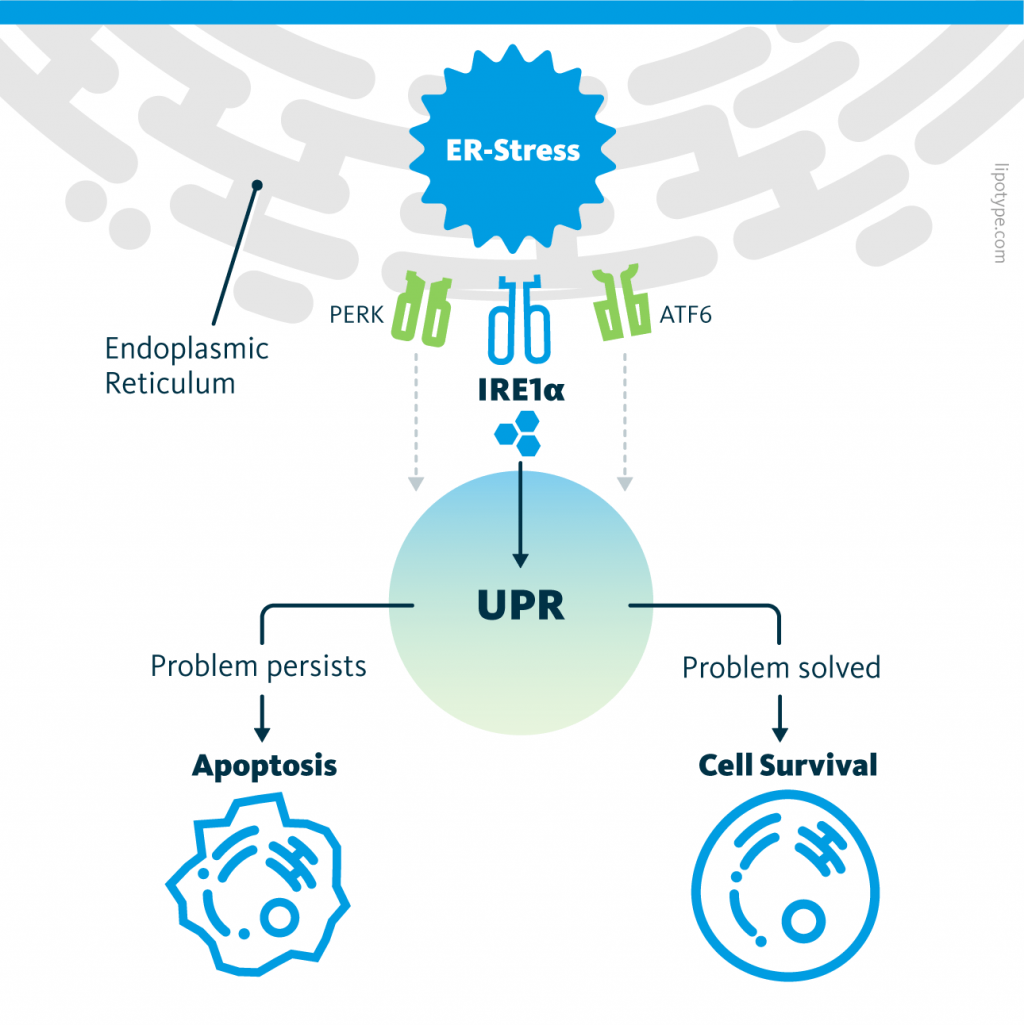 An infographic depicting the pathway from ER stress to apoptosis. Phospholipid metabolism aberrations in the Endoplasmic Reticulum (ER) activate the IRE1α pathway, and thus the Unfolded Protein Response (UPR). If the ER stress persists the UPR remains activated. This initiates apoptosis, programmed cell death.