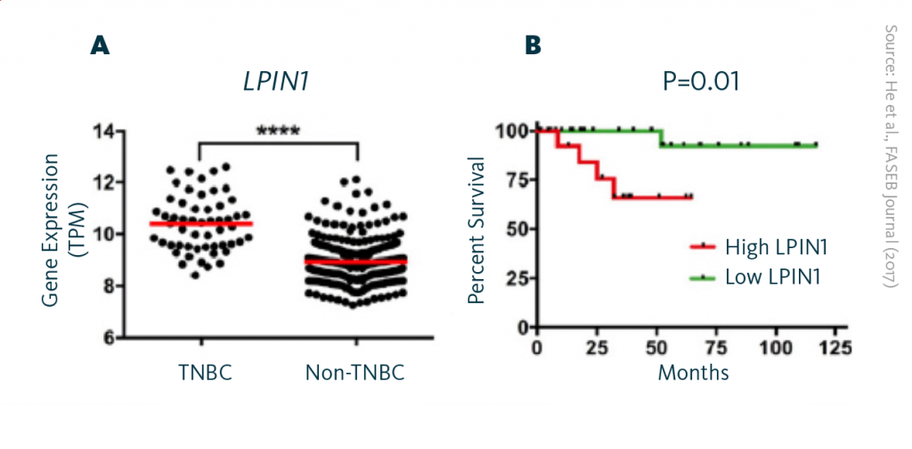 Scientific graphs presenting a comparison of the LPIN1 gene readout levels in TNBC and non-TNBC breast cancers, and the correlation of high LPIN1 gene readout with shorter overall survival of patients with TNBC.