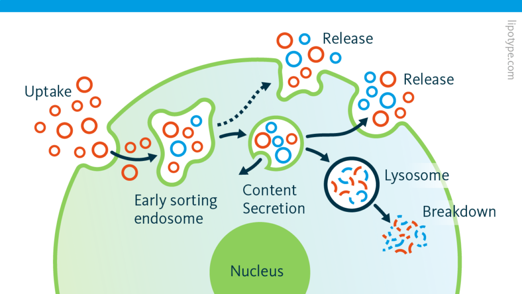 An infographic depicting how cells take up exogenous exosomes (red) through several mechanisms such as receptor-mediated endocytosis or lipid rafts. Inside the cell, the exogenous exosomes accumulate together with endogenous exosomes (blue) into early sorting endosomes to be released from the cell or distributed intracellularly for further exosome processing.