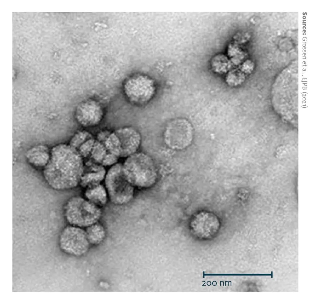 A transmission electron microscopy (TEM) image of purified bovine milk extracellular vesicles after uranyl acetate negative staining. The magnification is 50’000x, the scale bar in the bottom left represents 200 nm.