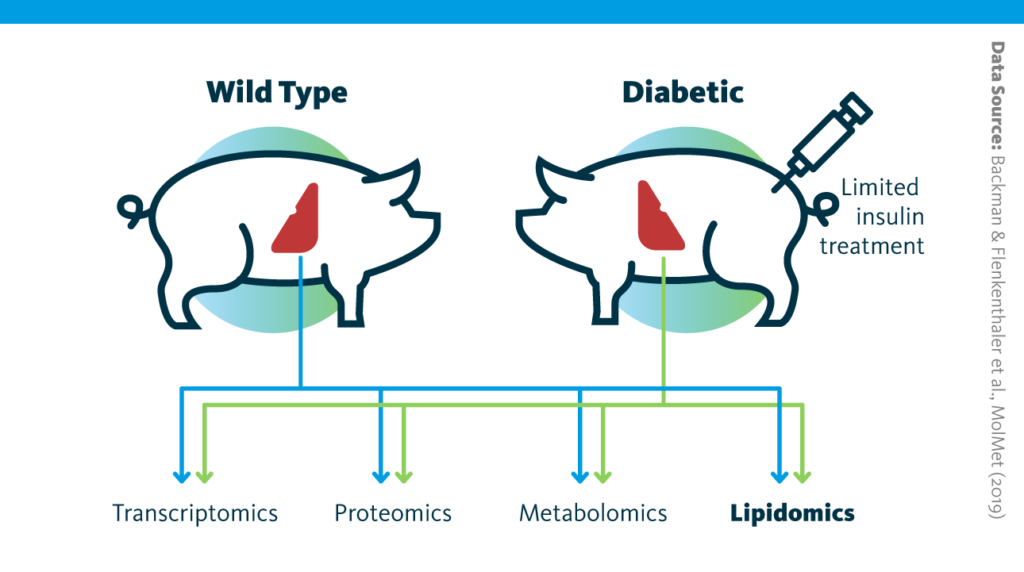 A graphical outline of the multiomics study of long-term consequences of insulin-deficient diabetes for the liver.