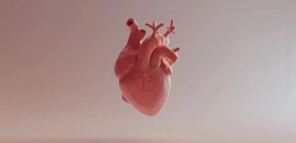 A computer render of the human heart.