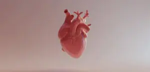 A computer render of the human heart.