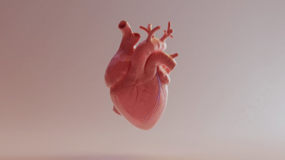 A computer render of the human heart.