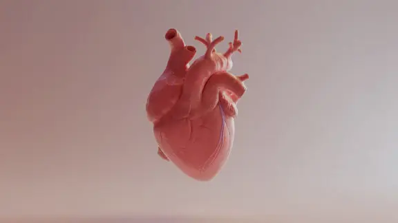A computer render of the human heart.