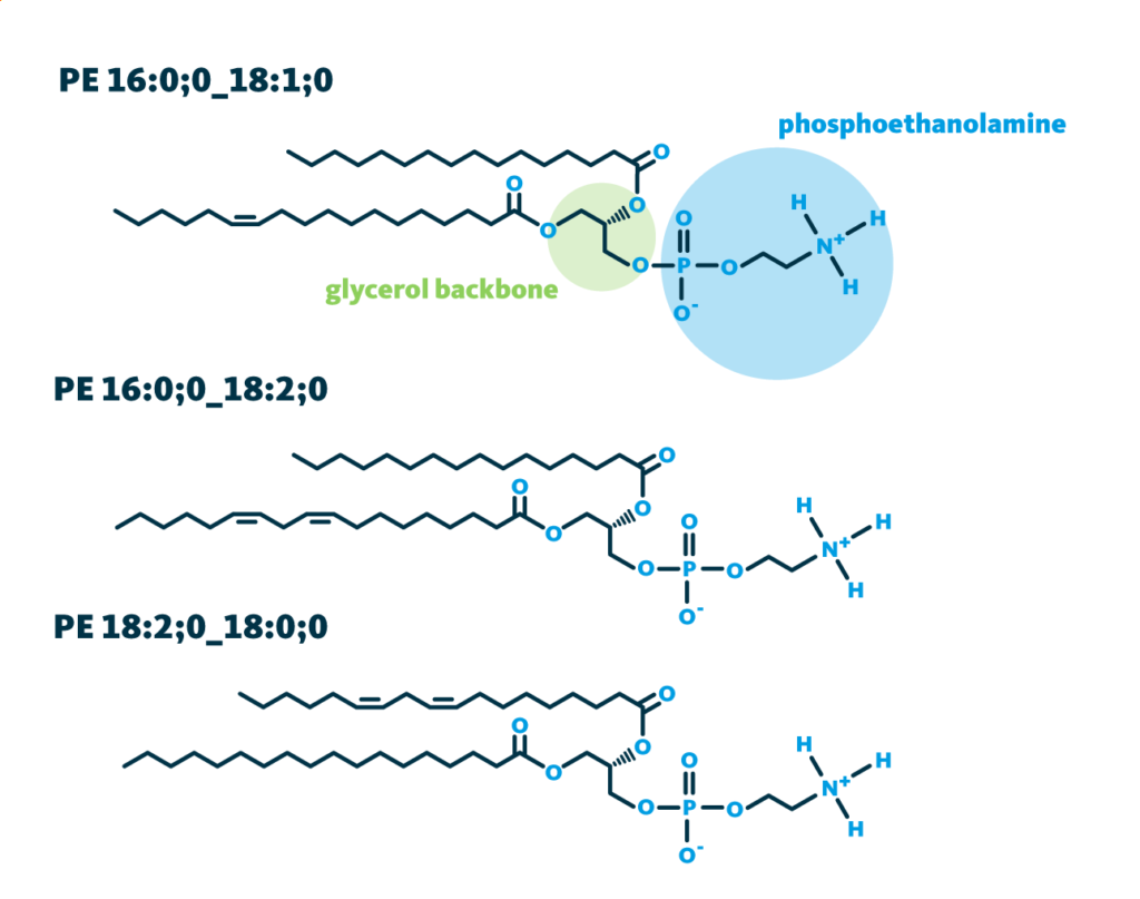 Molecular structures of the three phosphatidylethanolamines species (PE 16:0;0_18:1;0, PE 16:0;0_18:2;0, and PE 18:2;0_18:0;0) which are elevated in murine cardiac tissue samples and human blood plasma samples following left-sided systolic heart failure.