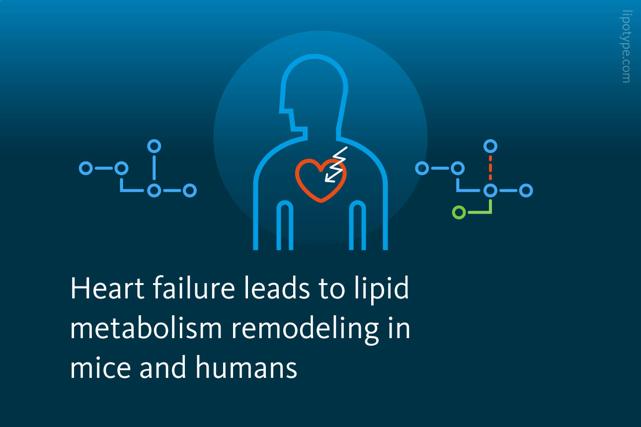 Slide 2: Heart failure leads to lipid metabolism remodeling in mice and humans.