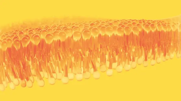 The title image of the Lipidomics Webinar #001 "Lipids Are Cool Again" with Kai Simons.