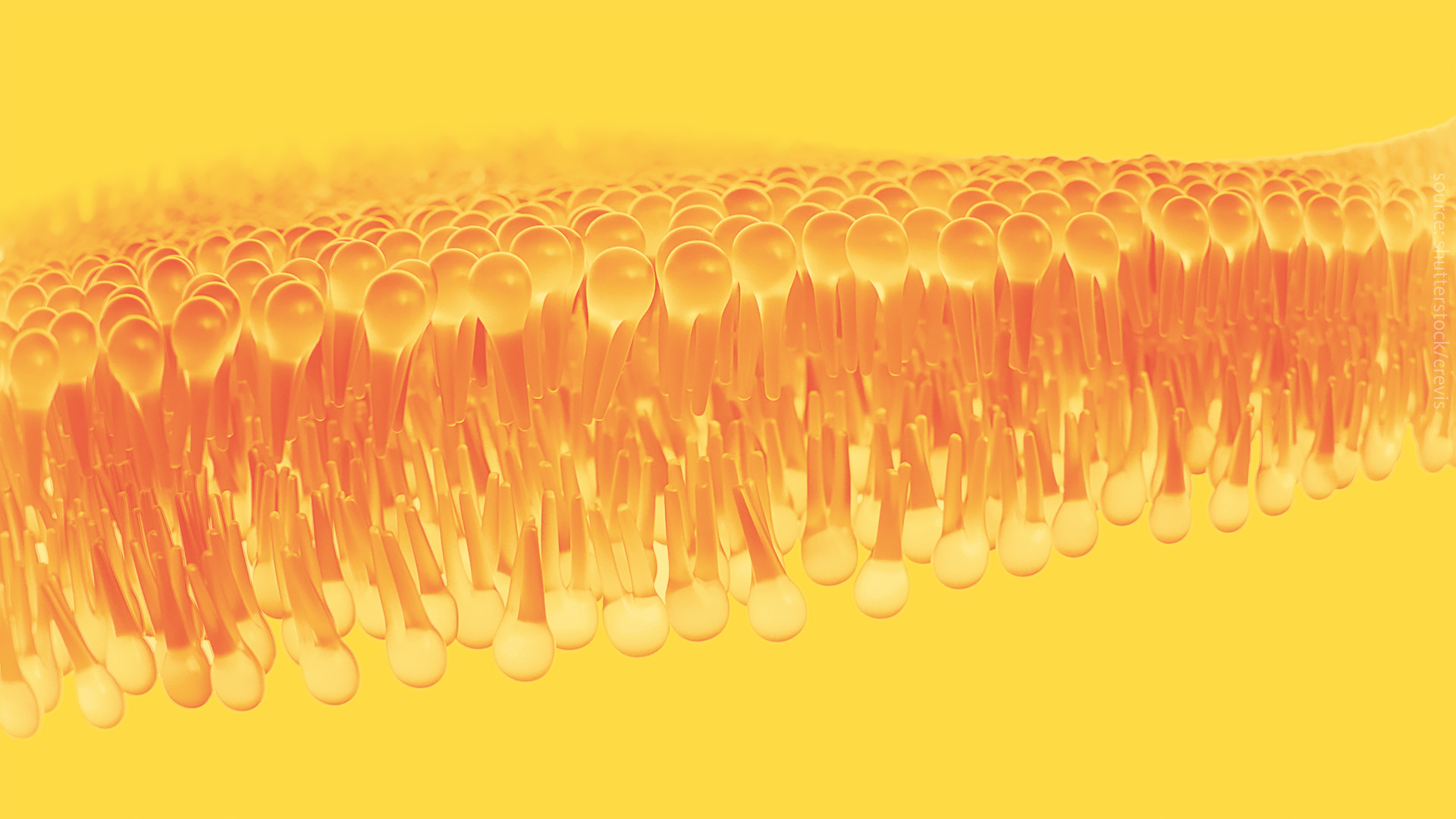 The title image of the Lipidomics Webinar #001 "Lipids Are Cool Again" with Kai Simons.