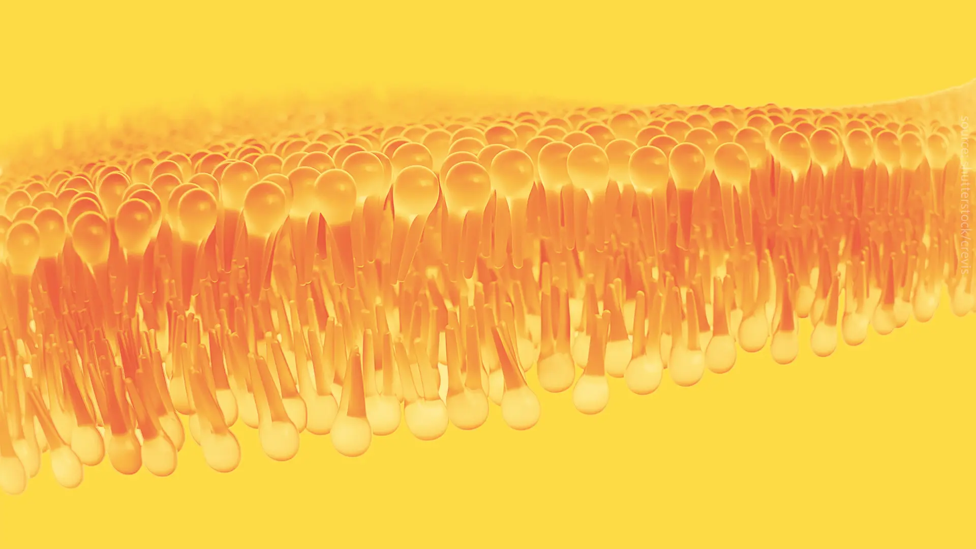 Lipids are cool again!