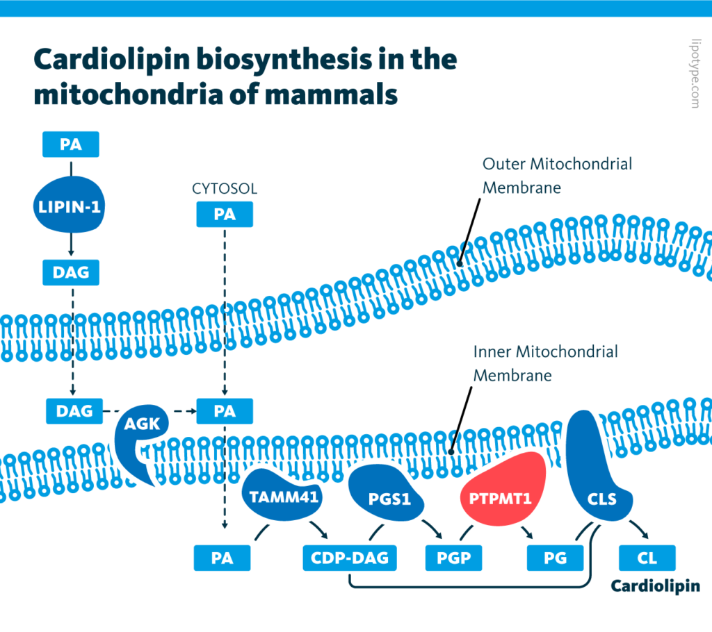 The biochemical pathways of cardiolipin synthesis in the mitochondria of mammalian cells. Two sources of phosphatidates (PA) are shown. The enzyme PTPMT1 is highlighted.