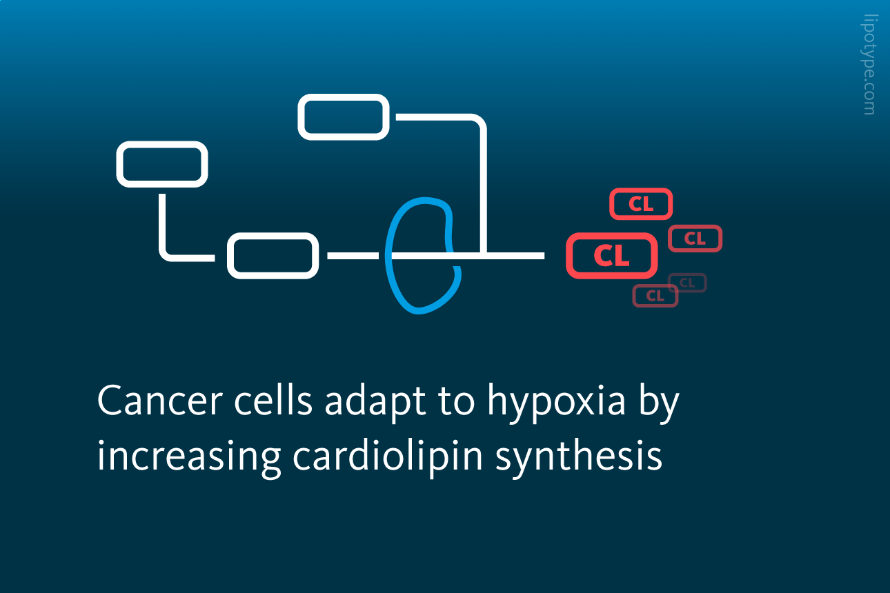 Slide 3: Cancer cells adapt to hypoxia by increasing cardiolipin synthesis.