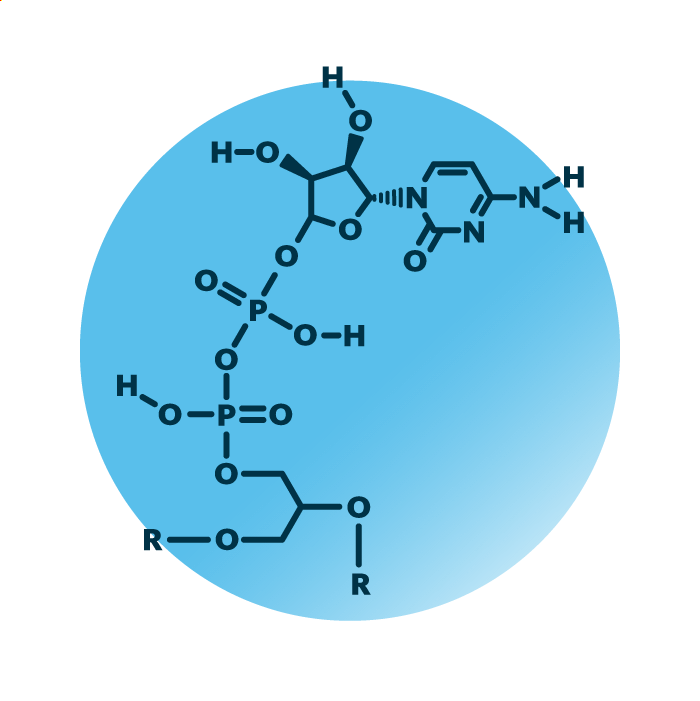 General molecular structure of the lipid group CDP-glycerols.