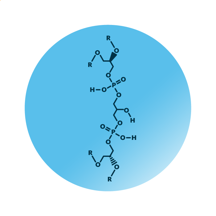 General molecular structure of the lipid group diphosphatidylglycerols.