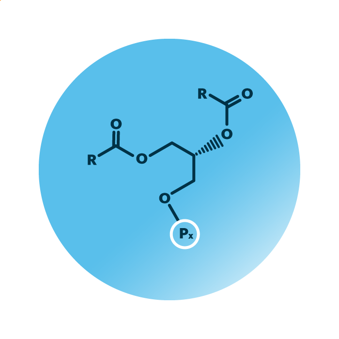 General molecular structure of the lipid group ester phospholipids.