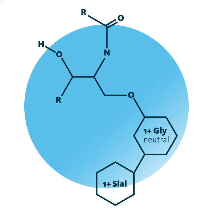 General molecular structure of the lipid group gangliosides.