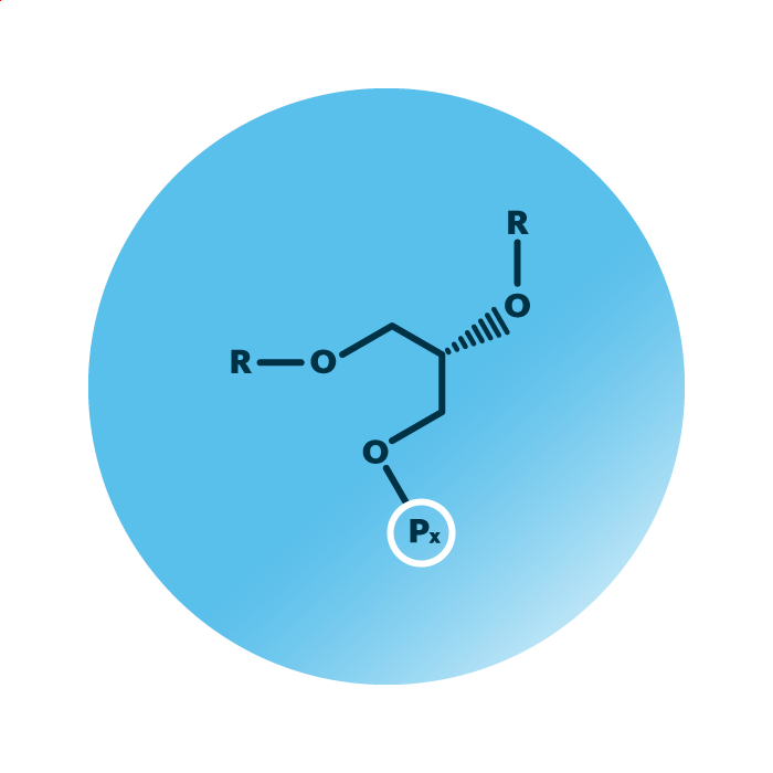 General molecular structure of the lipid category phospholipids.