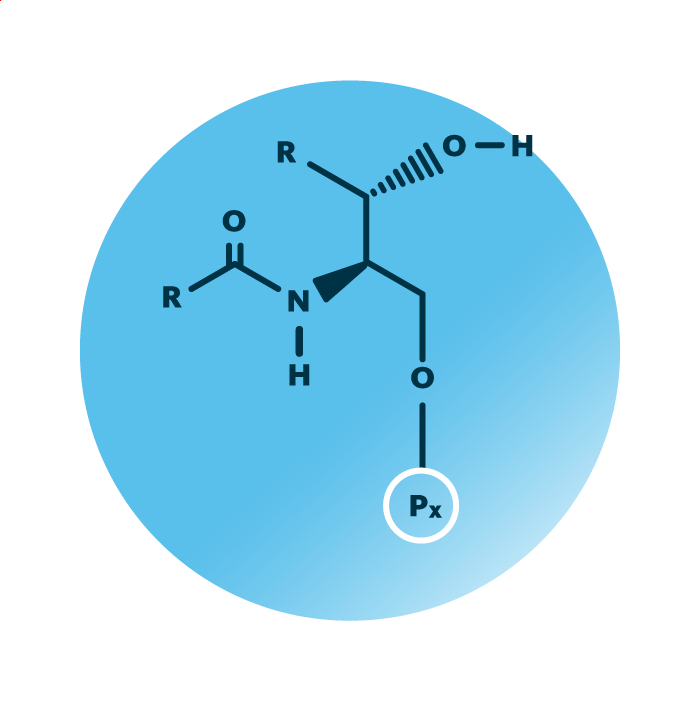 General molecular structure of the lipid group phosphosphingolipids.