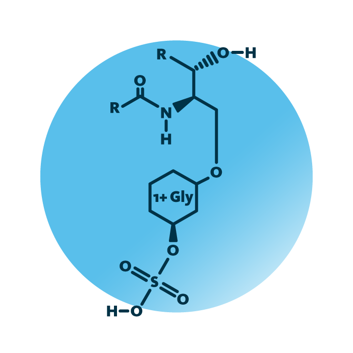 General molecular structure of the lipid group sulfoglycosphingolipids.