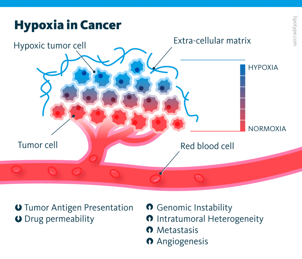 An infographic showing an oxygen gradient from normoxia to hypoxia in tumor tissue. Tumor cells are more hypoxic the farther away they are from the blood stream.
