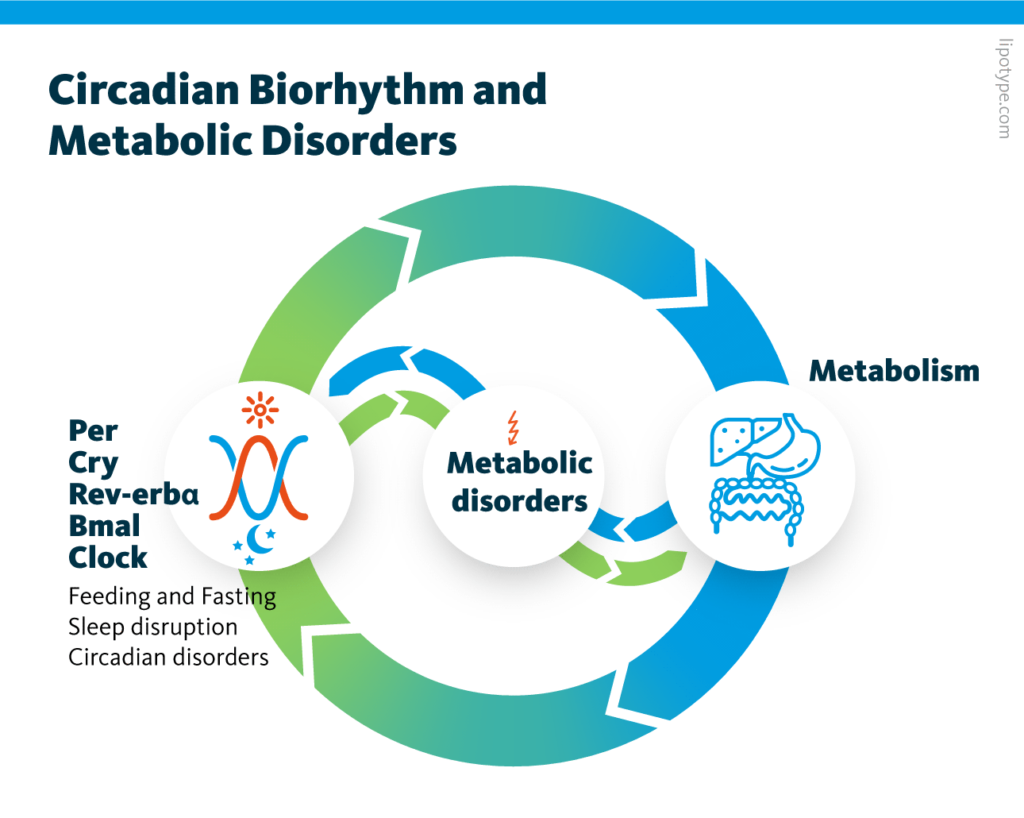 An infographic showing the relationship between circadian biorhythms such as Per, Cry, Bmal or Clock, the metabolism, and metabolic disorders. External factors such as feeding and fasting, sleep disruption, and circadian disorders influence biorhythms which in turn impacts the metabolism. Ultimately, this can increase the risk for developing a metabolic disorder.