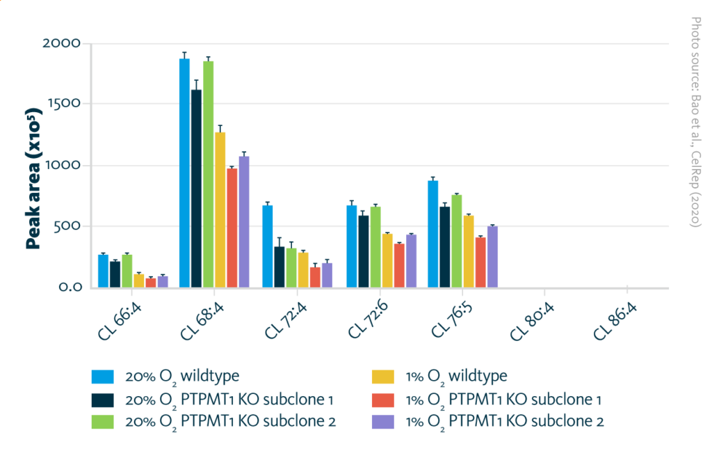 Absolute levels of different cardiolipin species in PTPMT1 knockout subclones and wildtype after culturing in 20% oxygen (normoxia) or 1% oxygen (hypoxia).