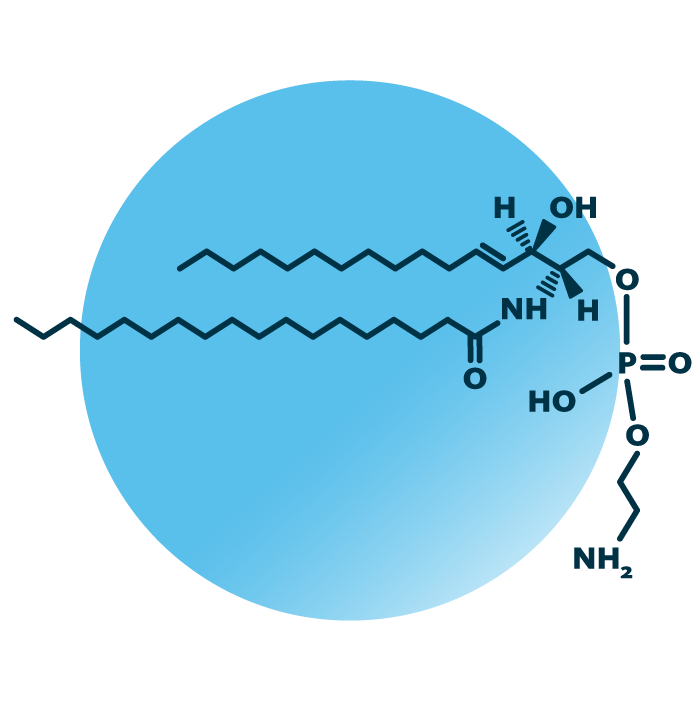 An example for the molecular structure of ceramide phosphoethanolamine, specifically CerPE 34:1;0.