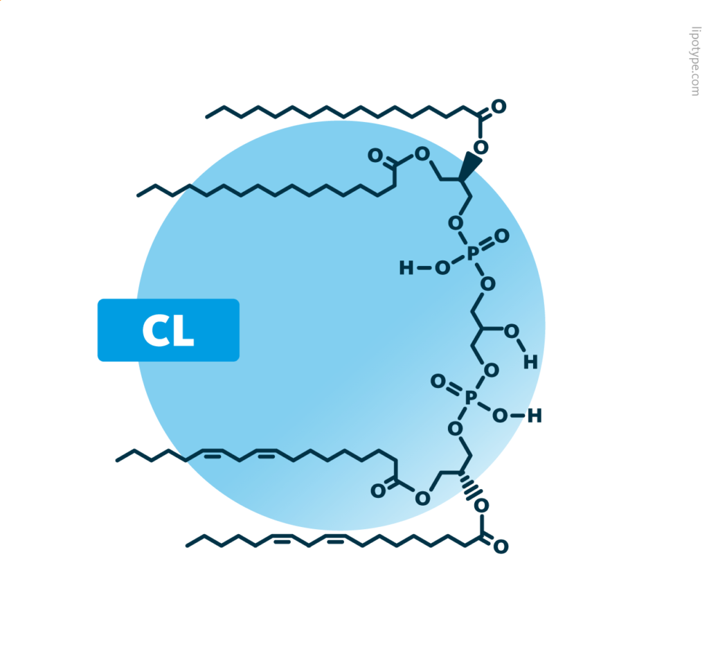 Cardiolipins belong to the phospholipids. Their structure consists of two diacyl-glycerophosphates linked to each other via a third glycerol backbone. In total, cardiolipins contain four ester-linked fatty acids. Shown is a possible molecular structure for CL 70:4.