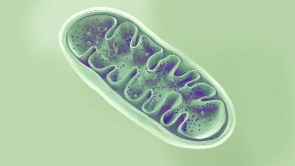 A computer render of a mitochondrium.