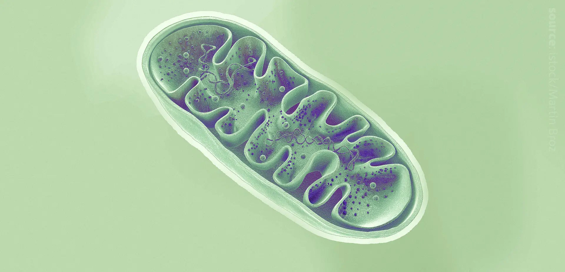 A computer render of a mitochondrium.