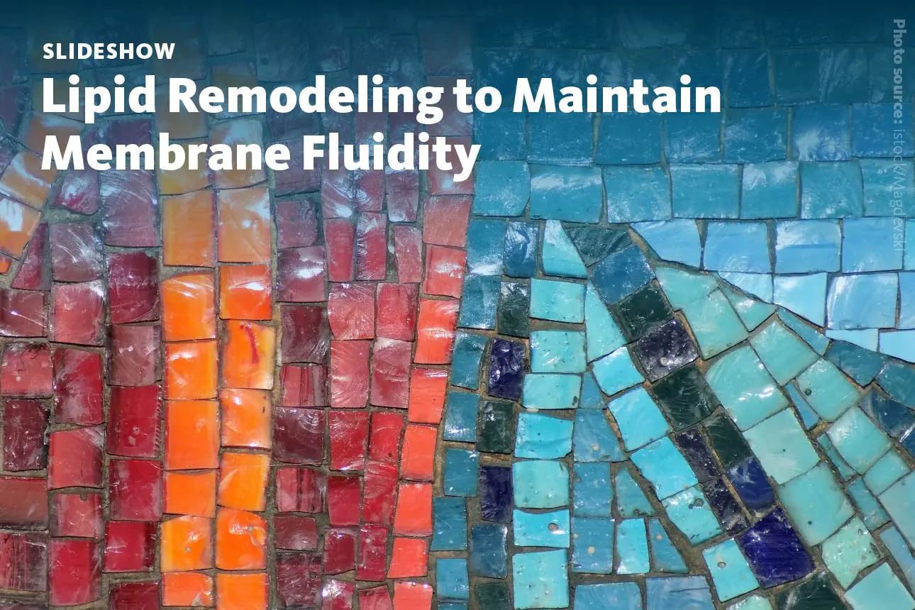 Slide 1: A slideshow about how membrane fluidity is maintained by lipid remodeling.