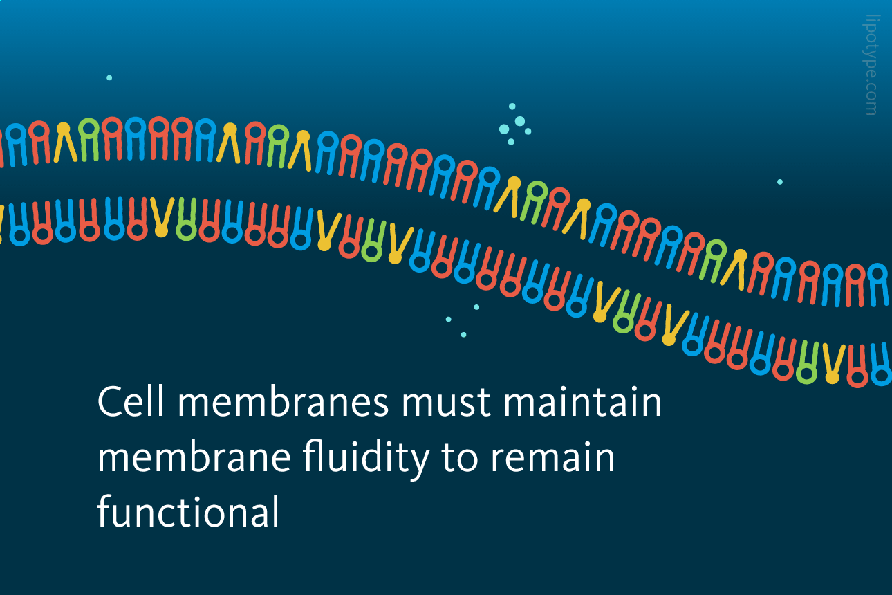 Slide 2: Cell membranes must maintain membrane fluidity to remain functional.