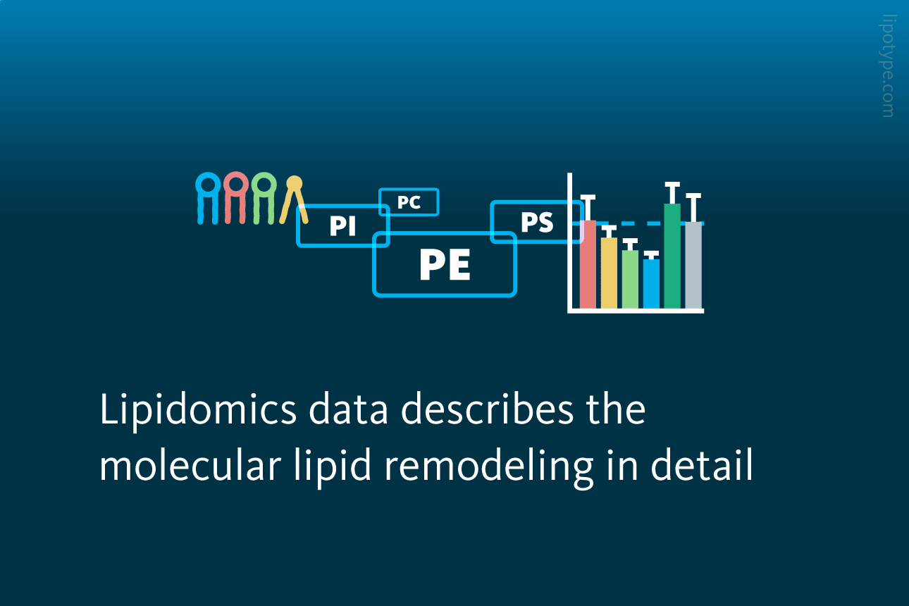 Slide 4: Lipidomics data describes the molecular lipid remodeling in detail.