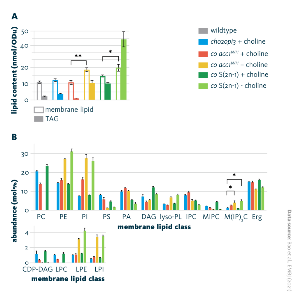 Comparison of the lipid composition of different cho2opi3 suppressor yeast strains cultured with (+ choline) or without (- choline) 1mM choline. Membrane lipid and triacylglycerol (TAG) content per OD600 unit, and membrane lipid class composition.