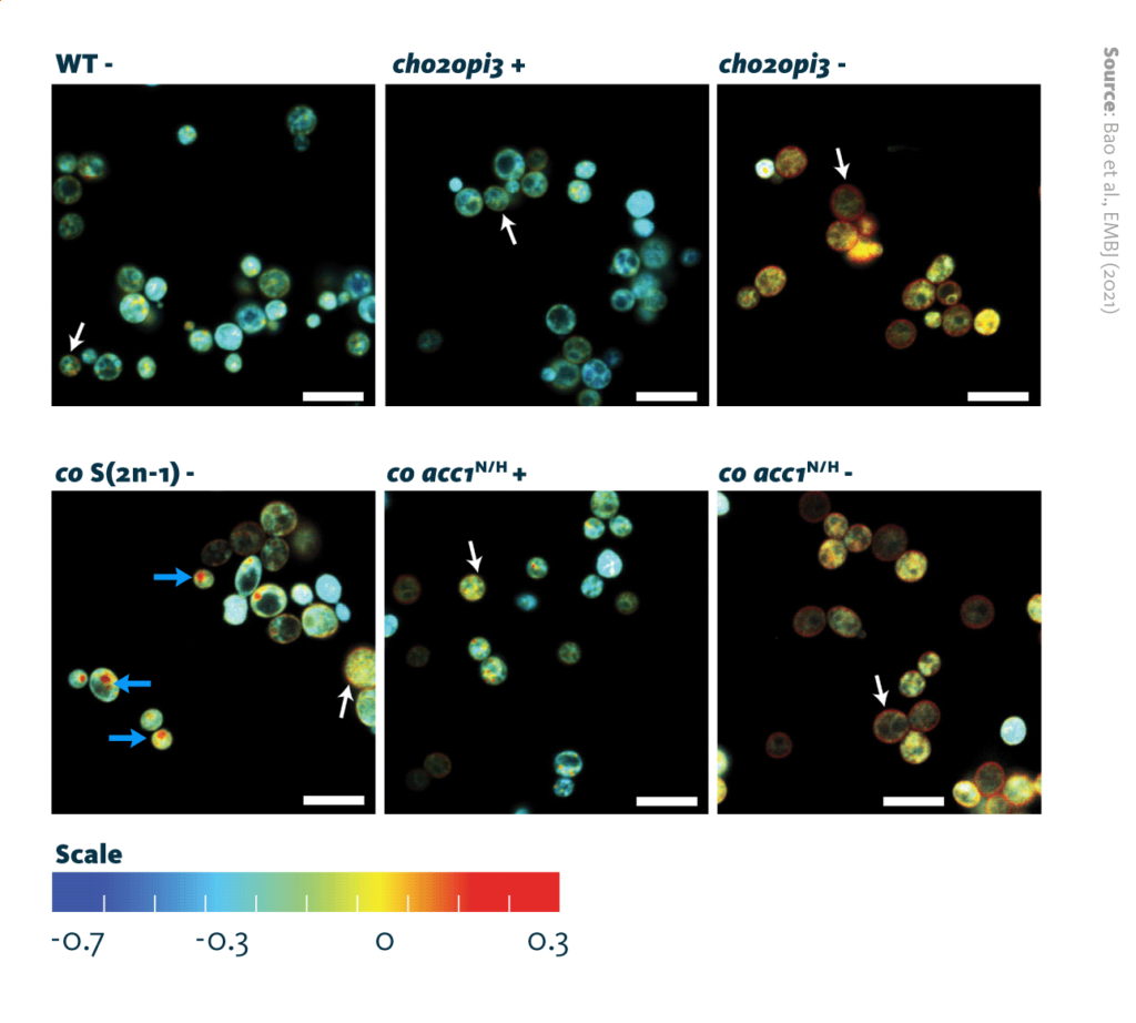 Comparison of intensity encoded GP-images of yeast strains with (+) and without (-) choline. White arrows point to plasma membranes exhibiting higher lipid packing than internal, organellar membranes, blue arrows indicate very highly packed lipids. White bars correspond to 10 µm.