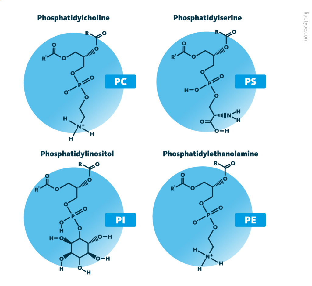 Comparison of the general molecular structure of the ester phospholipid classes phosphatidylcholine, phosphatidylethanolamine, phosphatidylinositol, and phosphatidylserine, which are commonly found in cellular membranes.