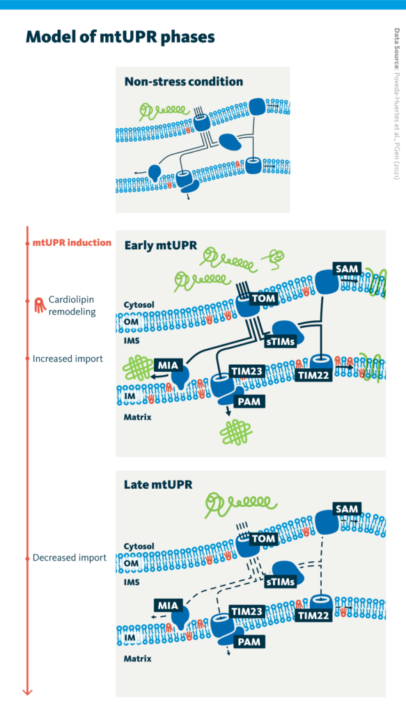 Upon early mtUPR, increased cardiolipin in the mitochondria membrane results in stabilization of translocases in the outer and inner mitochondrial membrane. Mitochondrial protein import into all compartments is boosted during early mtUPR, and decreases upon prolonged stress in the late mtUPR.