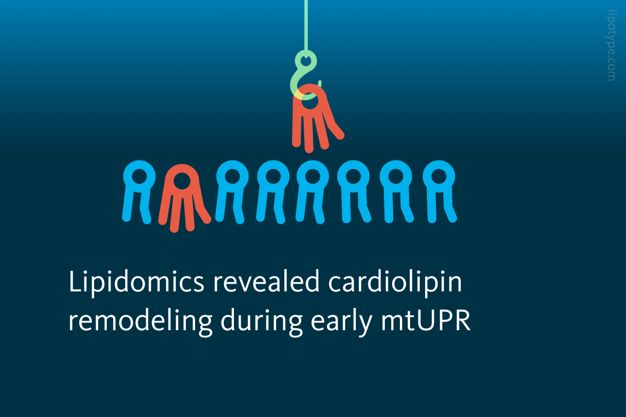 Slide 3: Lipidomics revealed cardiolipin remodeling during early mtUPR.