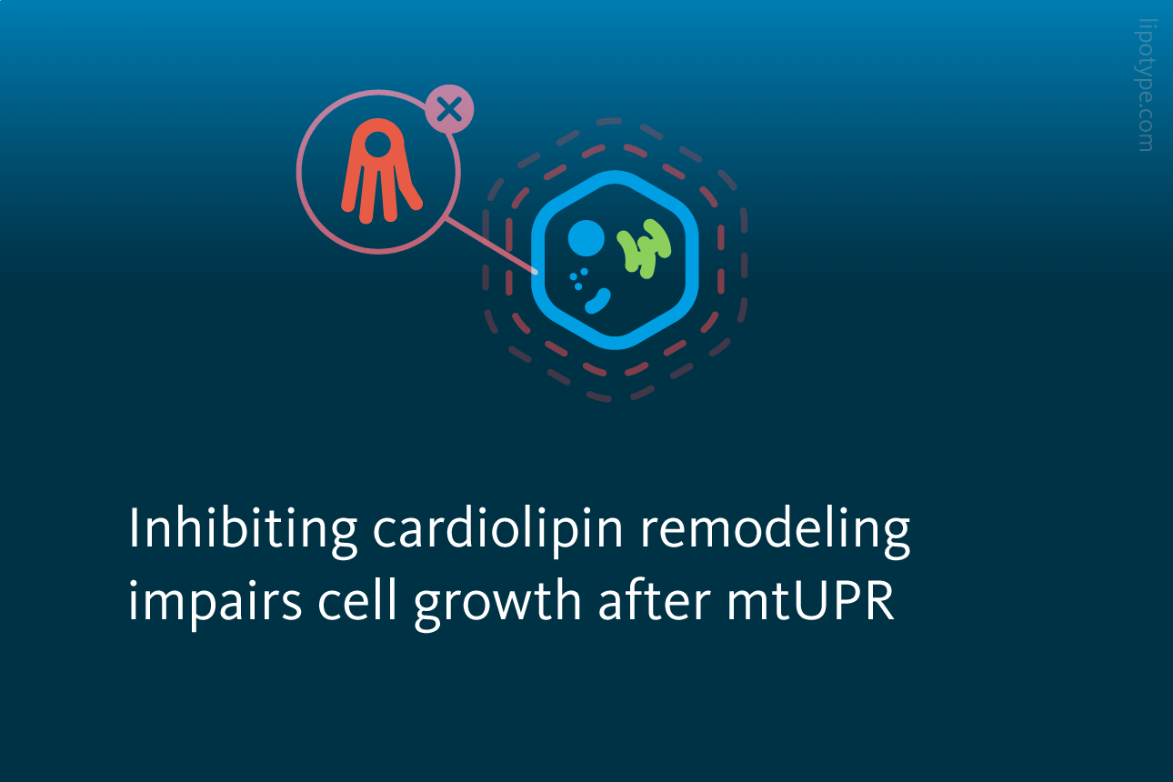 Slide 4: Inhibiting cardiolipin remodeling impairs cell growth after mtUPR.
