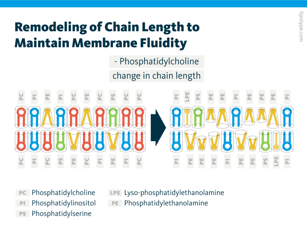 An infographic demonstrating the impact of membrane composition flexibility by chain length remodeling to maintain membrane fluidity.