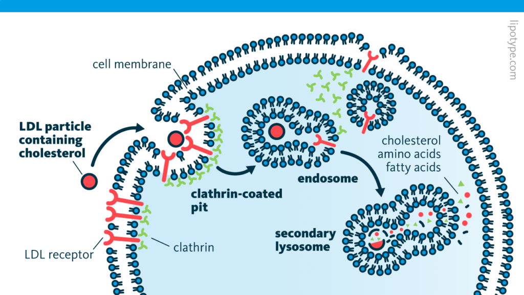 An infographic depicting LDLR-mediated endocytosis. LDL particles containing cholesterol are binding to LDL receptors of the cell membrane. A clathrin-coated pit is formed and engulfs the LDL particle to create an endosome. The endosome fuses with a lysosome and the degradation of the LDL particle into amino acids, fatty acids, and cholesterol begins.