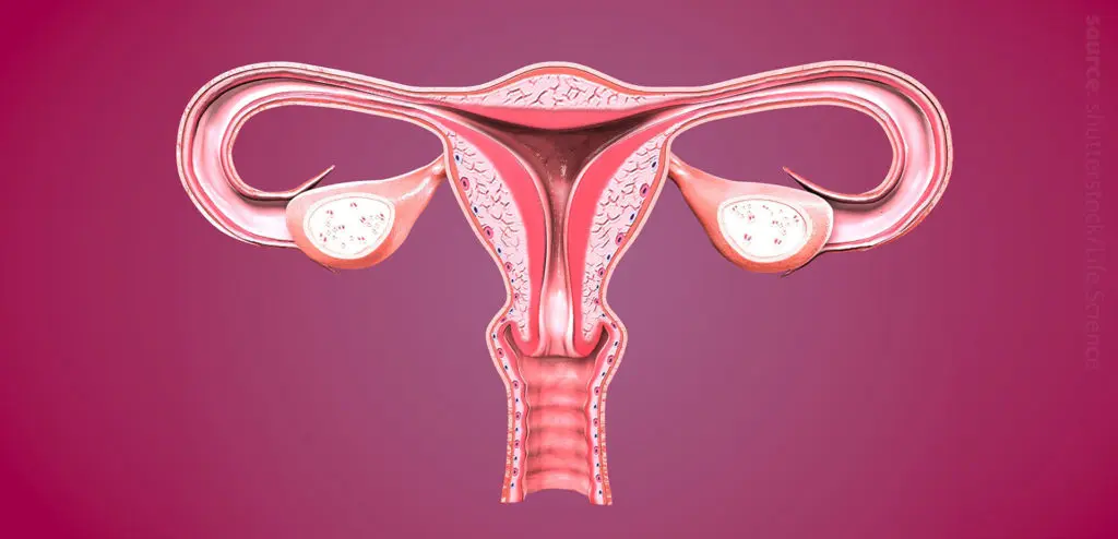 A medical model of the female reproductive organ system.