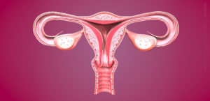 A medical model of the female reproductive organ system.