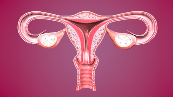 A medical model of the female reproductive organ system.